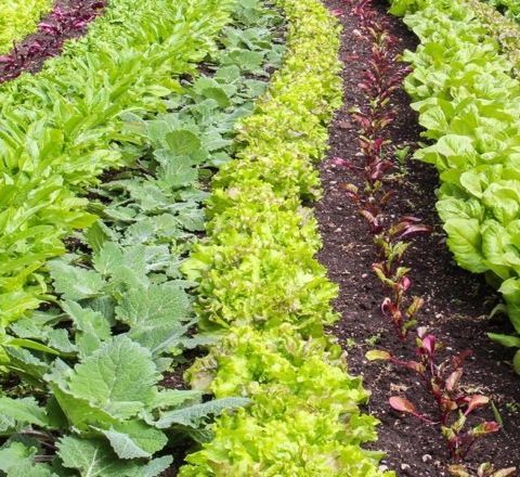 Rows of various leafy green vegetables, including lettuce