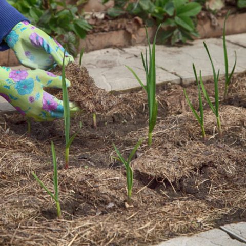 Garlic grows in the garden under mulch from dry grass. The gardener in gloves is laying the raw material for plants in organic farming.